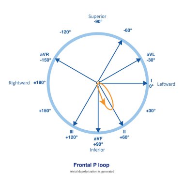 Atriyum depolarize edildiğinde, bir uzamsal depolarizasyon vektörü oluşturulur, bu da ön kurşun sistemine yansıtılarak, ön P döngüsünü oluşturur..