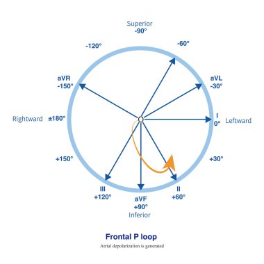 Sinüs dürtüleri önce sağ atriyumu uyarır ve sonra sol atriyuma ulaşır. İkisi de tepeden tırnağa depolarizasyon depolarizasyonunu takip eder. Böylece ön P döngüsü saat yönünün tersine döner..