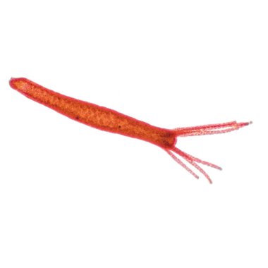 Hydra is a small genus of freshwater hydroids of the phylum Cnidarians, which are native to temperate and tropical regions and have the ability to regenerate and do not age. Magnify 25x clipart