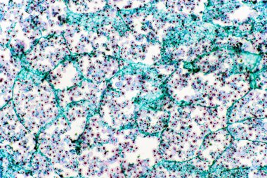 Bu 200 kez büyütülmüş mısır tohumlarının fotomikrografı. Bu fotoğraf endosperma odaklı..