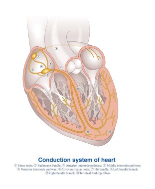 The conduction system of the heart is responsible for the generation and conduction of cardiac electrical impulses, and is the electrical system of the heart.   clipart