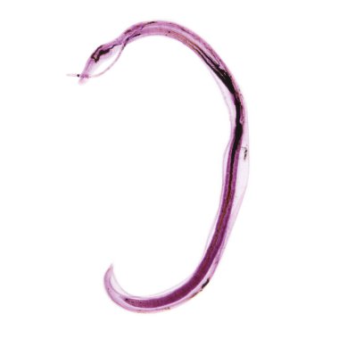 Şistozom japonicum, insan şistozomisine neden olan ve genellikle Asya 'da yaygın olan bir parazittir..