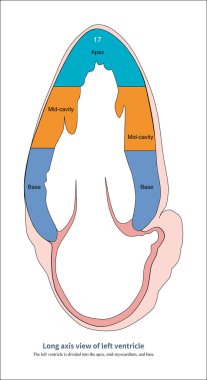 Sol ventrikülün uzun ekseninde, sol ventrikül üç eşit parçaya bölünür: apeks, orta oda, ve taban..