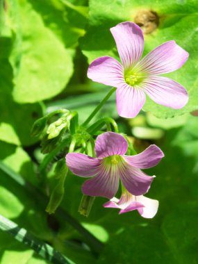 Oxalis corniculata, Asya, Avrupa, Akdeniz ve Kuzey Amerika 'da yaygın olarak dağıtılan mor ya da sarı çiçekli uzun ömürlü bir bitkidir..