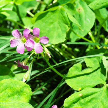 Oxalis corniculata, Asya, Avrupa, Akdeniz ve Kuzey Amerika 'da yaygın olarak dağıtılan mor ya da sarı çiçekli uzun ömürlü bir bitkidir..