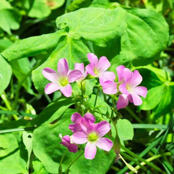 Oxalis corniculata, Asya, Avrupa, Akdeniz ve Kuzey Amerika 'da yaygın olarak dağıtılan mor ya da sarı çiçekli uzun ömürlü bir bitkidir..