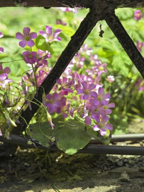 Oxalis corniculata, Asya, Avrupa, Akdeniz ve Kuzey Amerika 'da yaygın olarak dağıtılan mor ya da sarı çiçekli uzun ömürlü bir bitkidir..