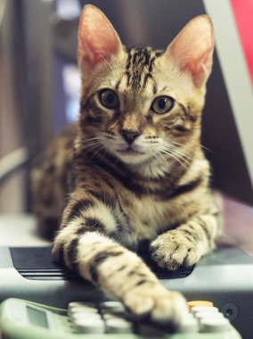 Dinlenmek için yerde yatan küçük bir Bengal leoparı. Adı Huahua ve erkek bir leopar kedisi..