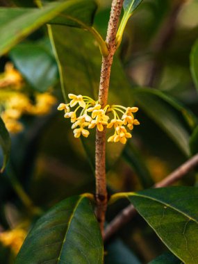 Osmanthus, sonbaharda açan, süt beyazı çiçekleri ve büyüleyici kokusuyla her daim yeşil bir çalılıktır. İlaç olarak kullanılabilir ve besin olarak kullanılabilir..