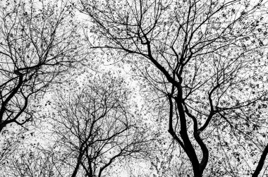 Bu, kalın gövdeli ve yemyeşil yapraklı üç ağacın fotoğrafı..