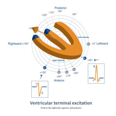 Ventrikülün son uyarılması S dalgasının son kısmını oluşturur ve kademeli olarak izoelektrik çizgisine döner ve kurşun V5 'te küçük bir S dalgası oluşturur..