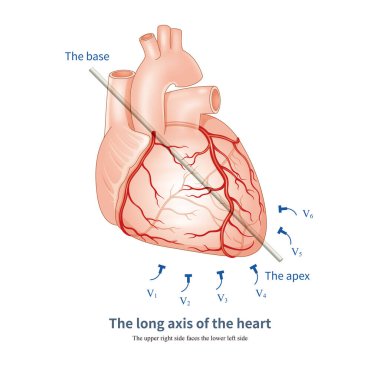 Kalbin uzaysal anatomisinde, kalbin tabanından kalbin uç noktasına uzanan eksen uzun eksen olarak adlandırılır, yani sağ üst taraf sol alt tarafa bakar..