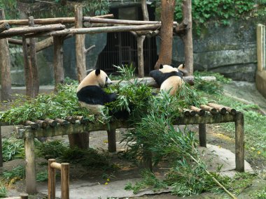 Pandalar Çin 'de benzersiz memelilerdir ve dünyaca ünlüdürler. Bunlar bambu yiyen iki panda..