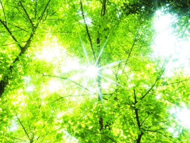 Bu, 13 Mayıs 2024 'te çok güzel yeşil ve açık renkli gölgelerle ormanda çekilmiş yıldızlı bir ışık..