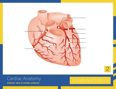 Koroner arterler sol koroner arter ve sağ koroner arter sistemine bölünmüş..
