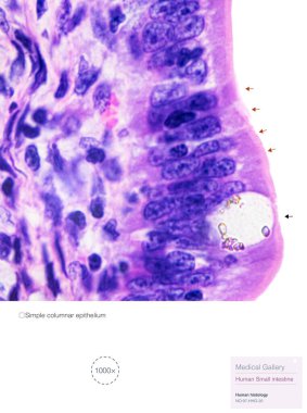 This is a histological photograph of the human small intestine, which is histologically characterized by simple columnar epithelium, including absorptive cells and goblet cells.Magnify 1000x. clipart