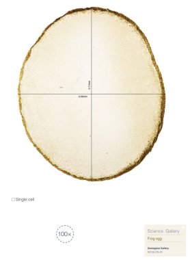 Bu mikroskop ile fotoğraflanmış tek hücreli bir kurbağa yumurtası. 100 x büyüt