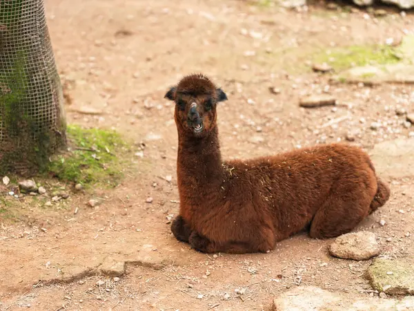 Bu, hayvanat bahçesinde çekilmiş bir alpaka. Yerde dinleniyor..