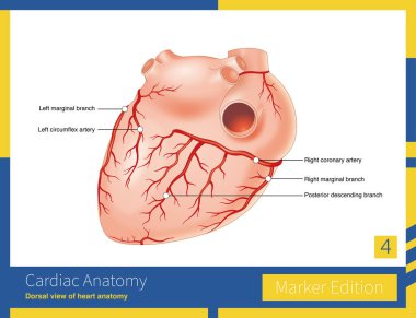 Çoğu birey sağ koroner arterin baskın dağılımına sahiptir, bu da arka taraftaki inen dalı arka taraftaki müdahale septumuna gönderir..