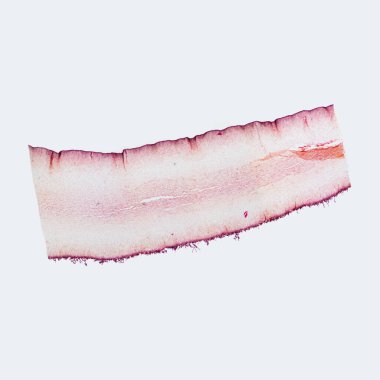 Judas-ear, soğuk salata, barbekü, kızarmış domuz eti ve çorbada kullanılabilen yenilebilir mantar türüdür. Çok lezzetli ve besleyici. 40x büyüt.