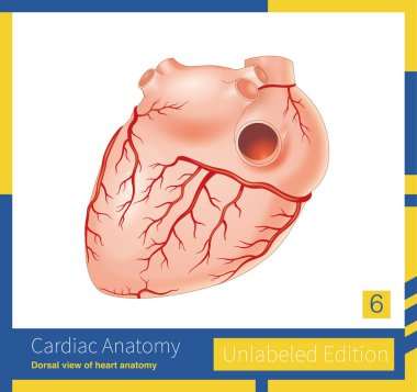 Çoğu birey sağ koroner arterin baskın dağılımına sahiptir, bu da arka taraftaki inen dalı arka taraftaki müdahale septumuna gönderir..