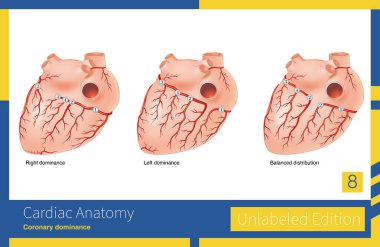 Genel nüfusun çoğunda, posterior inen dal, sağ koroner arterin baskın türü olan ve aynı zamanda en yaygın tür olan sağ koroner arterden kaynaklanır..