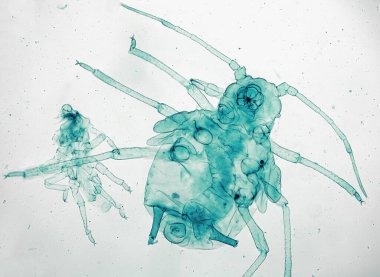 Yaprak bitleri, 4400 türü bulunan otçul böceklerden oluşan bir gruptur ve yaklaşık 250 tür tarım ve bahçıvanlıkta ciddi baş belasıdır. 100 kat büyüt