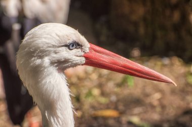 Beyaz leylek, Ciconia ciconia, leylek familyasından büyük bir kuş, Ciconiidae. Portre. Kuş izleme