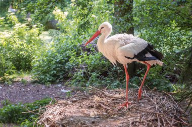 Beyaz leylek, Ciconia ciconia, leylek familyasından büyük bir kuş, Ciconiidae. Kuş izleme. Yaz manzarası