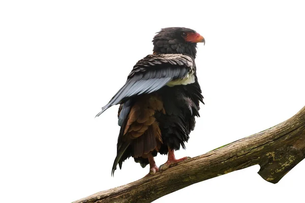 Bateleur Terathopius Ecaudatus Observación Aves Retrato Aislado —  Fotos de Stock