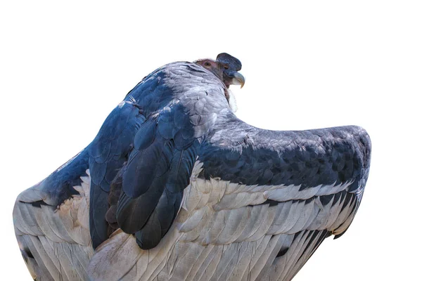 Andinska Condor Vultur Gryphus Gigantisk Sydamerikansk Katartidgam Porträtt Isolerad — Stockfoto