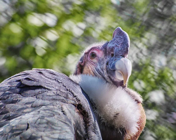 Condor Andin Vultur Gryphus Vautour Cathartique Sud Américain Géant Portrait — Photo