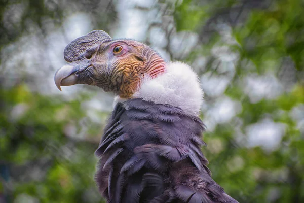 Condor Andin Vautour Cathartique Sud Américain Géant Symbole National Bolivie — Photo
