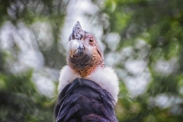 Condor Andino Vultur Gryphus Gigantesco Avvoltoio Catartico Sudamericano Simbolo Nazionale — Foto Stock