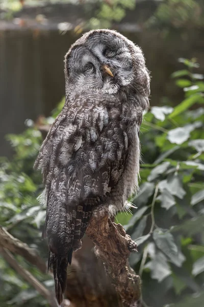 Great Grey Owl Strix Nebulosa Uma Coruja Muito Grande Fantasma — Fotografia de Stock