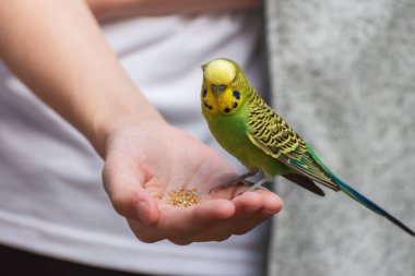 Budgerigar, sıradan papağan, palmiyesinde küçük bir papağan var.