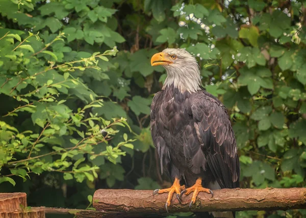 Лисий Орел Національний Птах Сполучених Штатів Америки Портрет — стокове фото