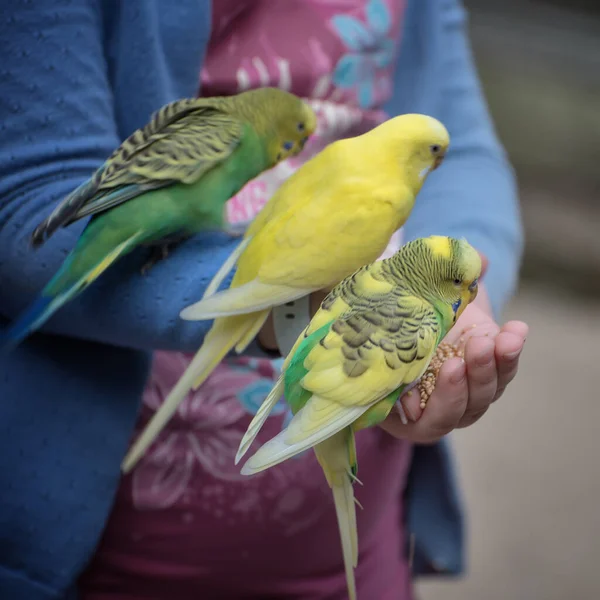 Budgerigars Три Маленьких Попугая Руке Общение Детей Птицами — стоковое фото