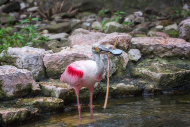 Roseate Spoonbill, Platalea ajaja, dost canlısı bir kuş. Kuş izleme. Doğadaki kuşlar. Yaz manzarası