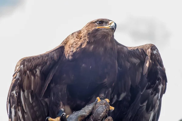 Steinadler Aquila Chrysaetos Ein Raubvogel Vögel Der Natur — Stockfoto