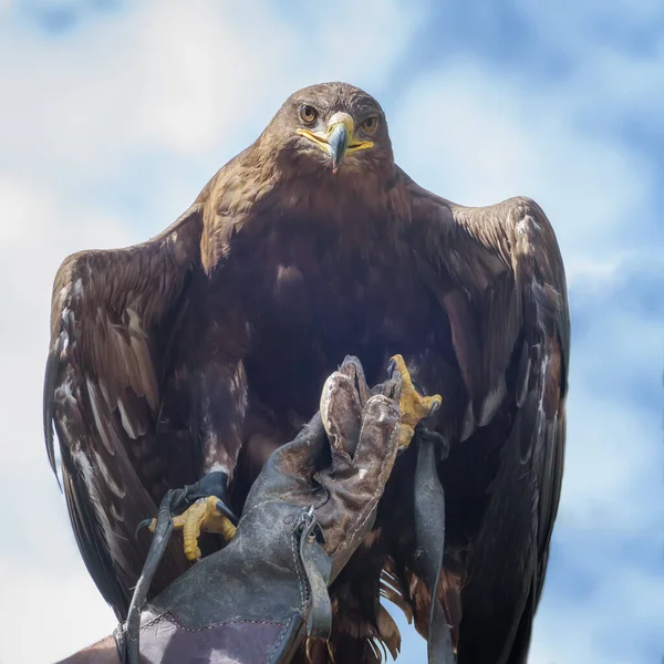 Aquila Reale Aquila Chrysaetos Uccello Rapace Sulla Mano Falconiere Osservazione — Foto Stock