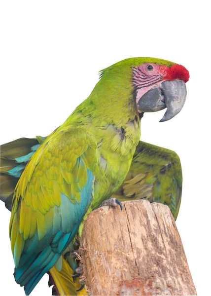 Büyük Yeşil Macaw Ara Ambiguus Buffon Papağanı Büyük Askeri Papağan — Stok fotoğraf