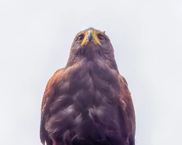 ハリスの鷹 パラブテオ ユニクトゥス 湾に翼を持つ鷹 暗い鷹 肖像画分離 — ストック写真