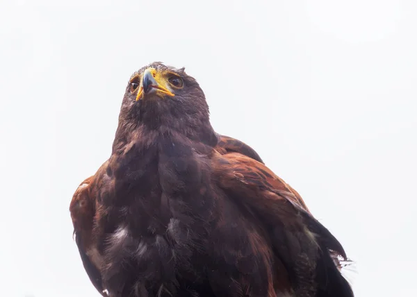 ハリスの鷹 湾翼の鷹 暗い鷹 肖像画分離 — ストック写真