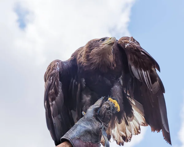 Steinadler Aquila Chrysaetos Ein Greifvogel Ist Auf Der Hand Des — Stockfoto