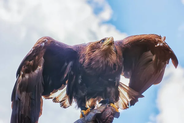 Złoty Orzeł Aquila Chrysaetos Drapieżny Ptak Jest Ramieniu Sokolnika Obserwowanie — Zdjęcie stockowe
