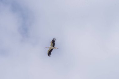 Mavi gökyüzünde uçan leylek. Doğadaki kuşlar. Yaz manzarası