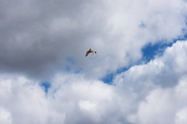 Şahin, atmaca ya da avcı kuşlarla atmaca. Kuşlar gösteriyor