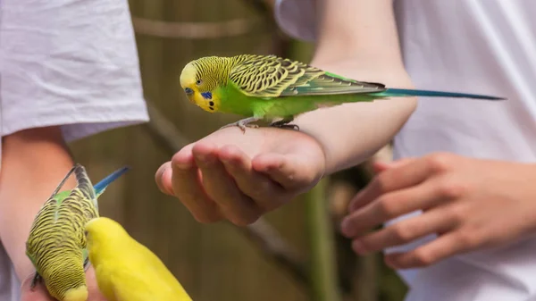 Budgerigaři Obyčejní Papoušci Malí Dlouhoocasí Semenožraví Papoušci Jsou Chlapecké Ruce — Stock fotografie
