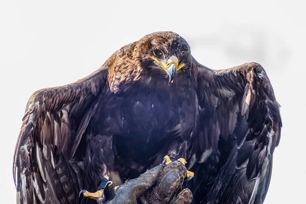 Guldörn Aquila Chrysaetos Rovfågel Fågelskådning Fåglar Naturen — Stockfoto